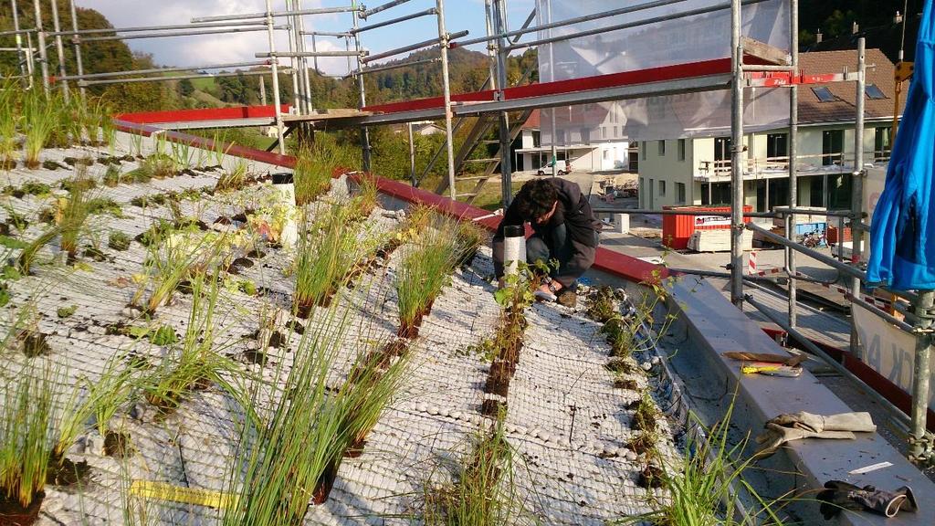5 Installation of plants on a wetland roof in