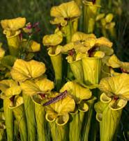 Carolinas Carnivorous Plant Adventure North Carolina & South Carolina, USA The Carolinas are home to many of the most beautiful wild landscapes of North America, including the smoky mountains, the
