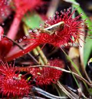 This expedition takes you to all of these natural wonders and more, on a journey to observe spectacular carnivorous plants (Sarracenia pitcher plants, Drosera sundews, Utricularia bladderworts,