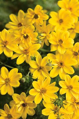 ferulifolia (Bidens) Light Requirements: Sun Bloom Time: Planting until frost Garden Height: 12-14 Spacing: 10 14 Bidens is a vigorous, heat and drought