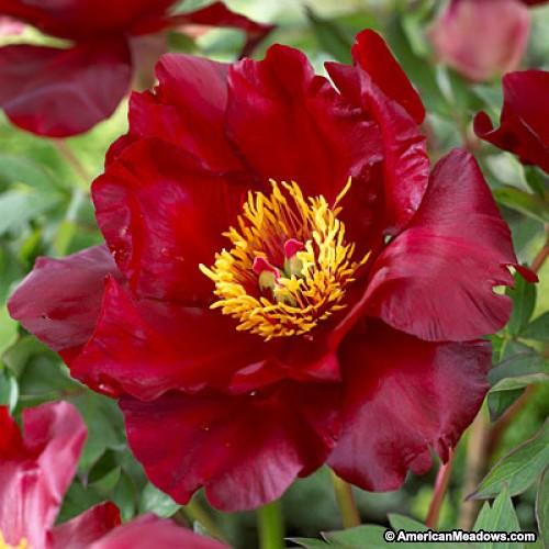 Border Charm - A good choice for smaller gardens or the middle of a border. Light yellow single blooms with red flares.