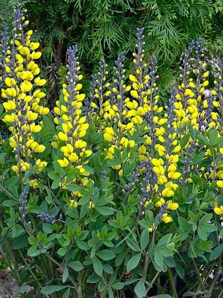 Baptisia (False Indigo)- A perennial with blue green foliage topped with spires of lupine-like flowers in the spring.