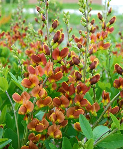 This perennial will take a year to establish - but is SO worth the wait! Baptisia prefers FULL SUN and attracts butterflies!