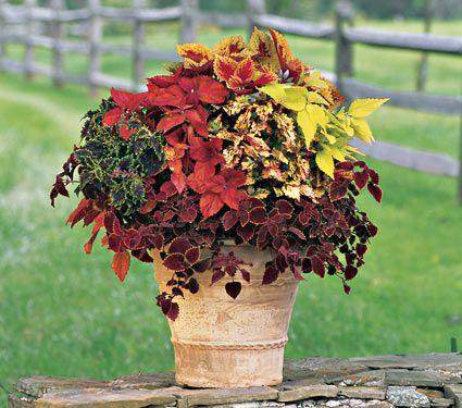 Whatever type of garden you have, consider COLEUS!