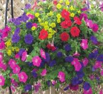 $65 A beautiful mix of annuals including
