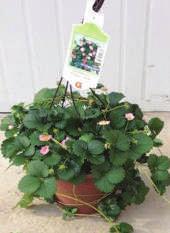 Fruits Herbs Strawberry Hanging Basket GH0030 10 pot Produces trailing