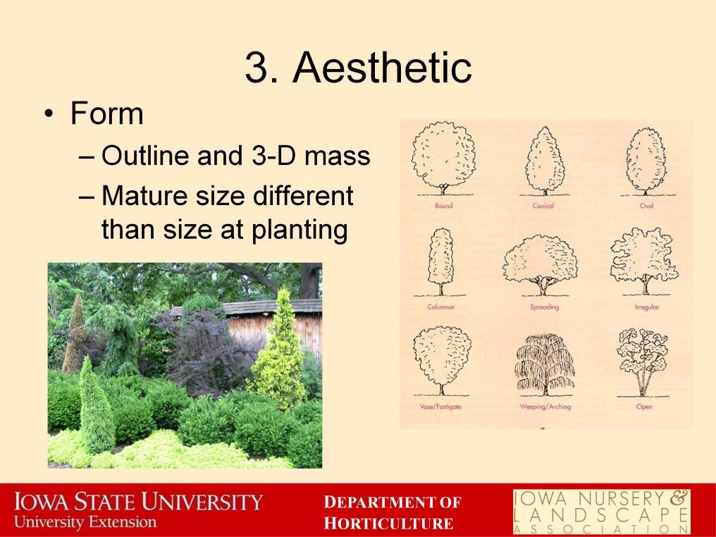 Now on to the fun stuff! Aesthetic considerations include mature plant size and shape, texture, and color. Form is the outline and 3-D shape of a plant as well as its mature size.