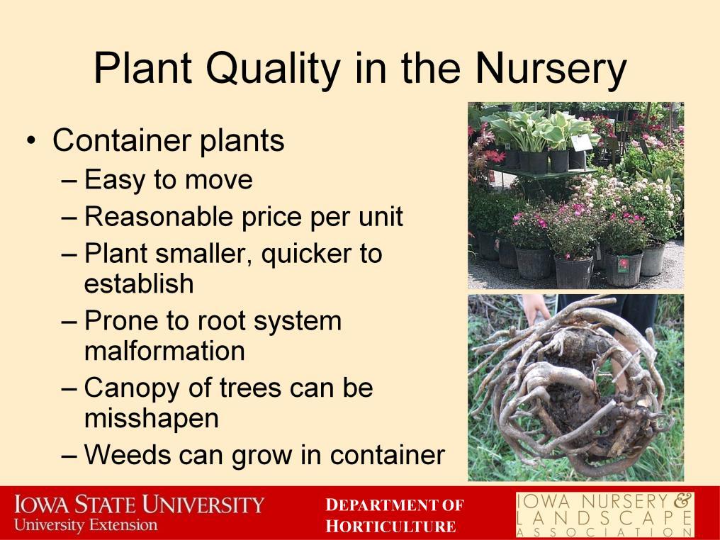Container plants have become popular in the nursery industry for several reasons. They are easy to move because they come in several standard sizes and can be moved around by machinery.