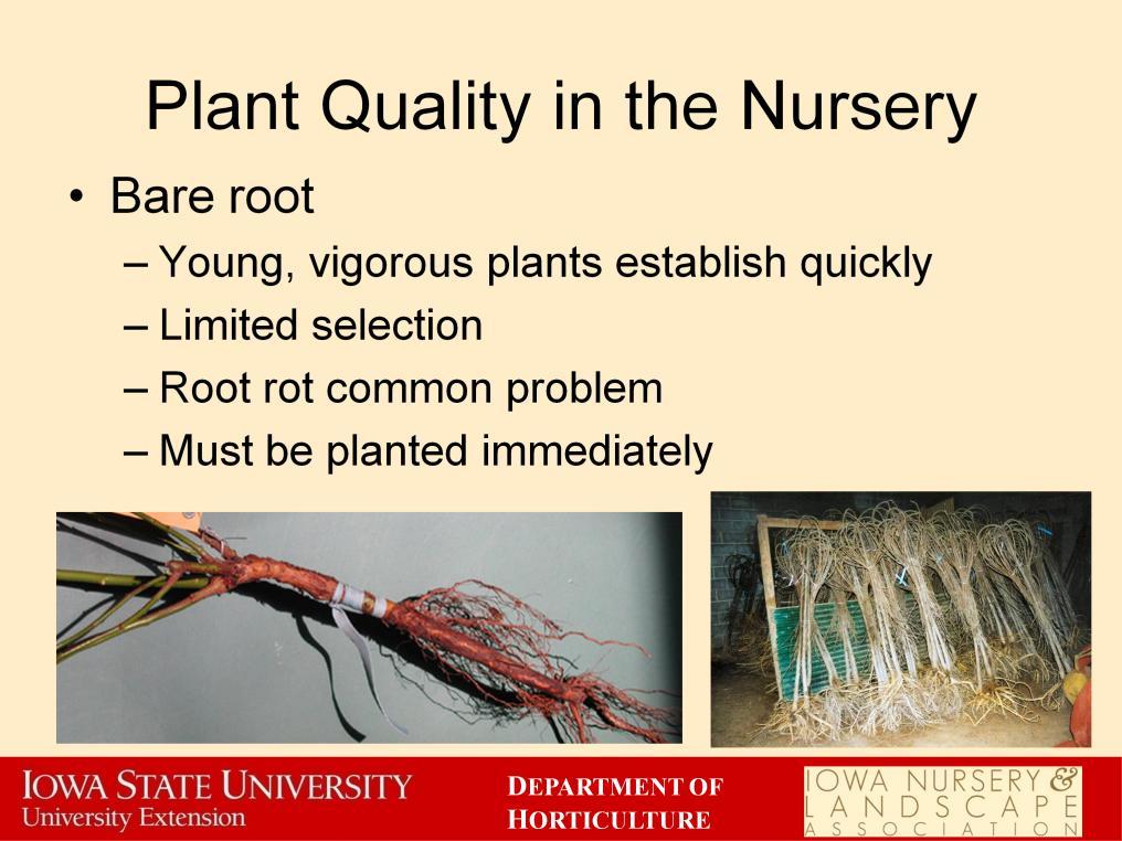 Bare root plants are the third way plants can be purchased. Bare root plants are shipped when they are just breaking winter dormancy in early spring.