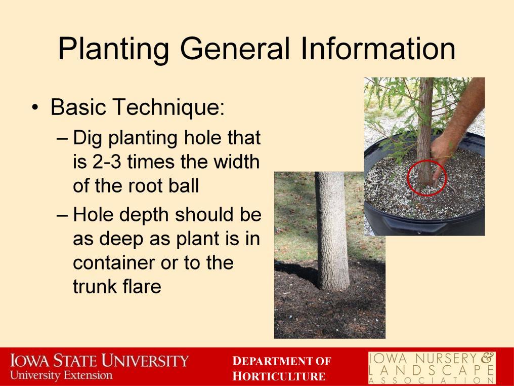 The basic technique for properly planting a tree, perennial, annual or shrub is the same. The size of the planting hole is important.