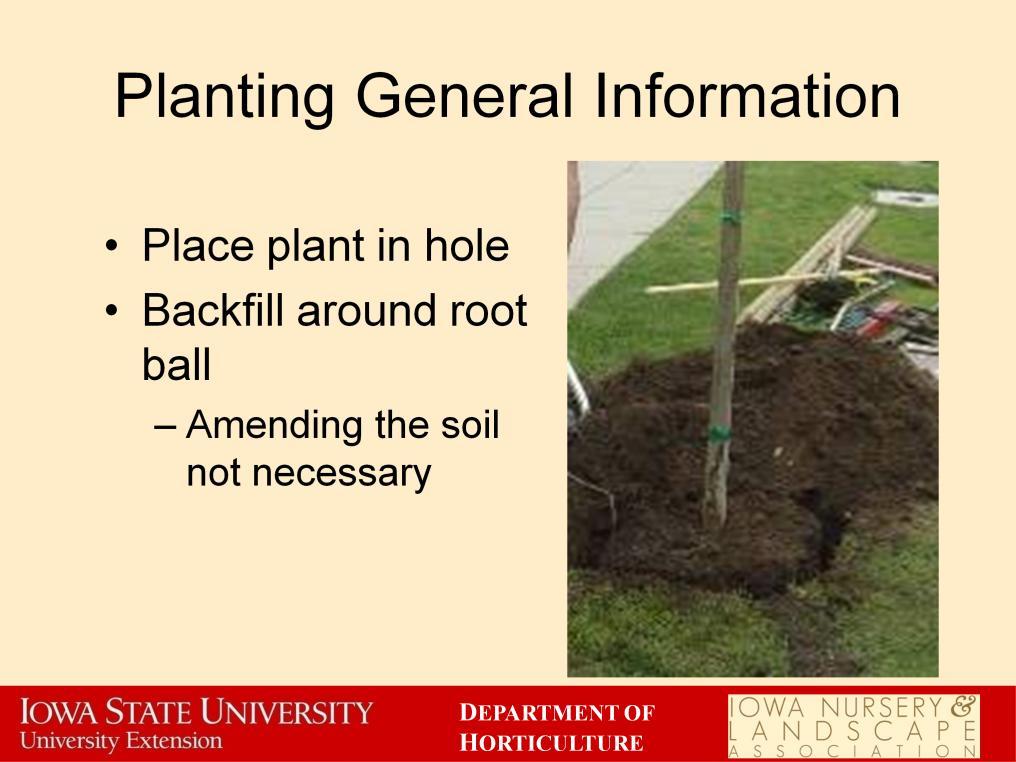 Once you have a hole dug, then you need to place the plant in the hole. Level the plant so it grows straight upwards and does not lean one way or another.