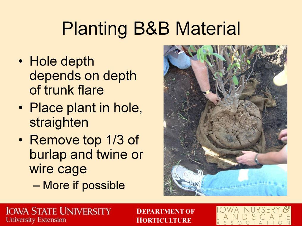 When planting B&B plants the planting hole depth depends on how tall the root ball is to the trunk flare.