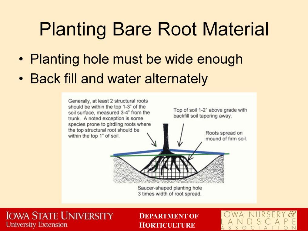 Bare root plants have one major disadvantage in the planting process: they don t have soil with their roots.