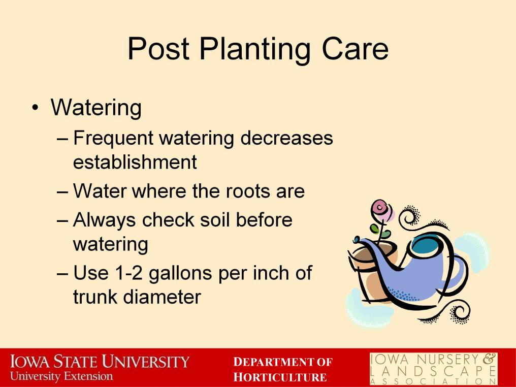 Water is important to a newly installed plant. Frequent and regular watering can help decrease the establishment time period of newly planted material.