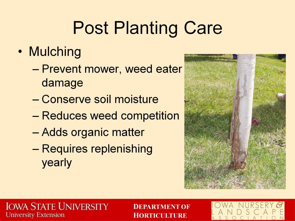 Mulching newly planted trees is important. Having a mulch circle around a tree instead of grass will prevent any damage from a lawn mower or weed eater.