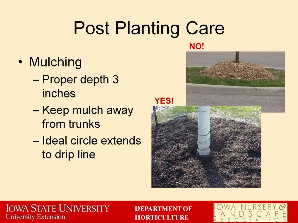There are a few things that should be avoided when mulching a new planting. The proper depth of mulch is three inches. That is all the deeper it needs to be; in this case more is not always better.
