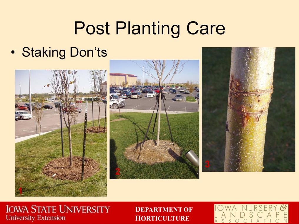 Some staking don ts: Picture 1: These trees are staked too high on the trunk and the trees are attached to the stakes with a thin metal wire. Picture 2: Dead trees do not require staking.