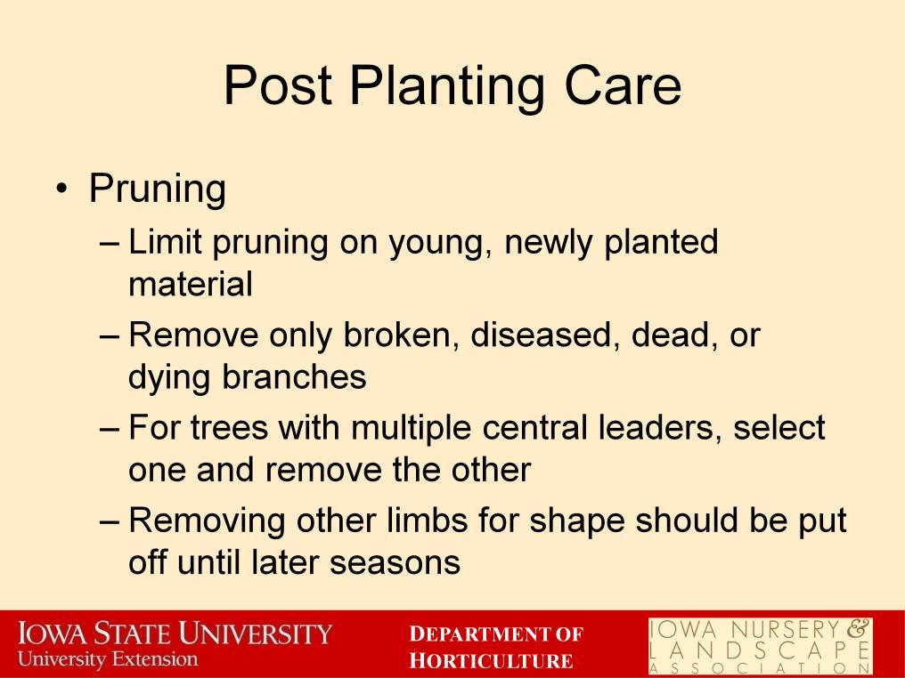 Pruning of newly planted trees and shrubs should be limited to broken, diseased, dead or dying branches.