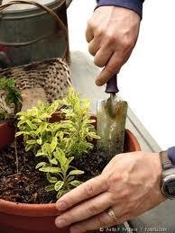 PLANT PROPERLY After choosing your plants and filling your pots with soil, you must make sure you add the plants properly.