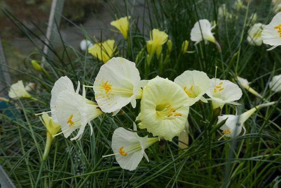 The stems and leaves of these Narcissus always grow excessively long in our very poor winter light and it does not help that I grow them so tightly packed together resulting