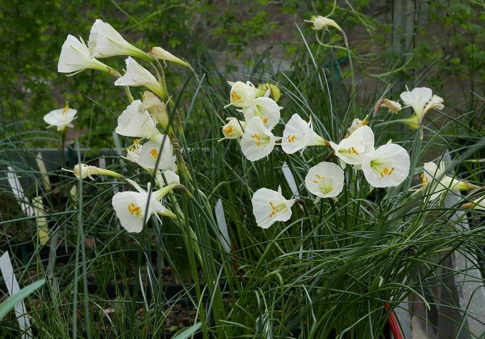 name we received them as Narcissus romieuxii albidus tananicus both