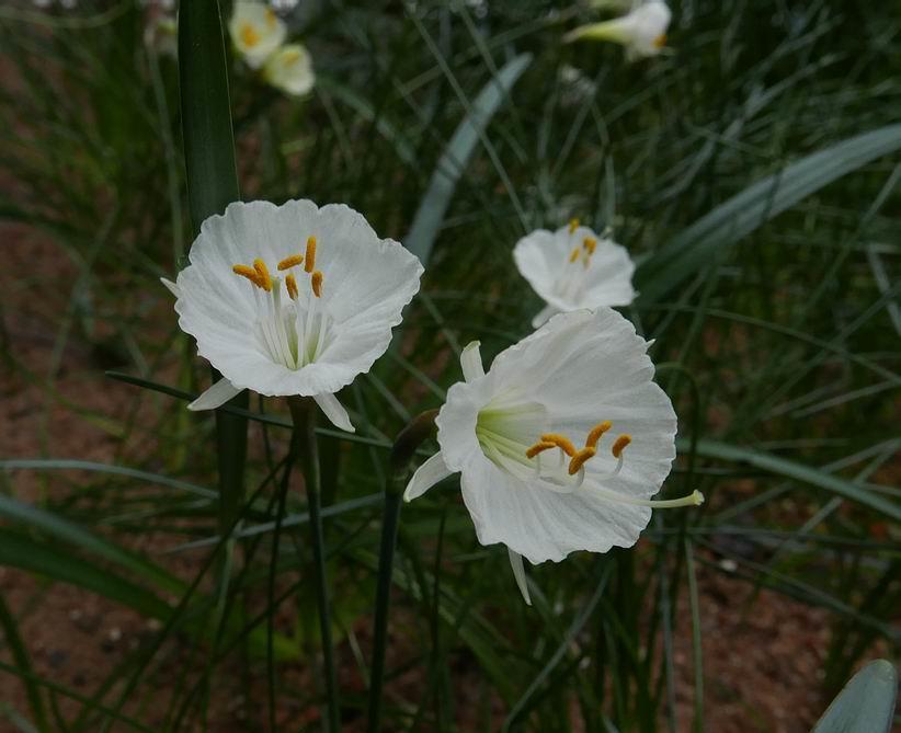 First these upwards facing flowers with white filaments and style suggest Narcissus