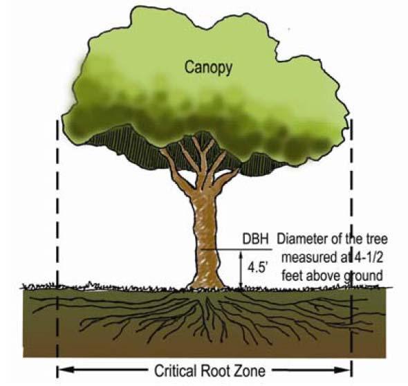 Tree Preservation in Colleyville Key Definitions related to Tree Preservation Critical Root Zone.
