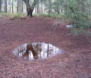 Other common names for ephemeral ponds include: ephemeral wetlands, isolated wetlands, Carolina