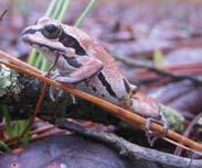 Both common (southern leopard frog, oak toad) and rare (striped newt, tiger salamander) species utilize these wetlands.
