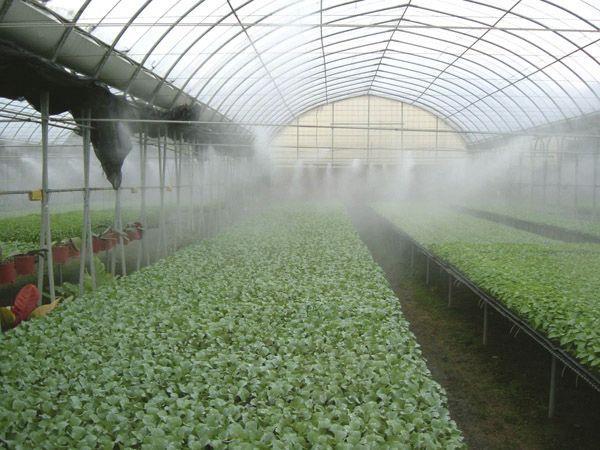 Substrate Moisture Cuttings are often kept in high