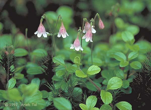 Twinflower (Linnaea borealis) propagated
