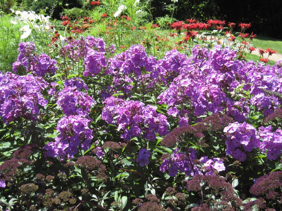 A wide variety of perennials are propagated via stem cuttings Examples include: Phlox sp.