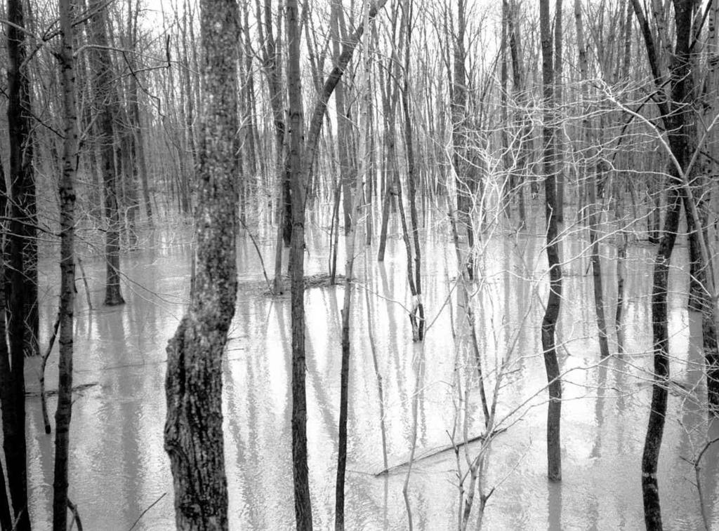 Ashtabula County, Ohio 95 Figure 13. This young woodland on Otego silt loam, 0 to 2 percent slopes, frequently flooded is temporarily under floodwater in the spring.