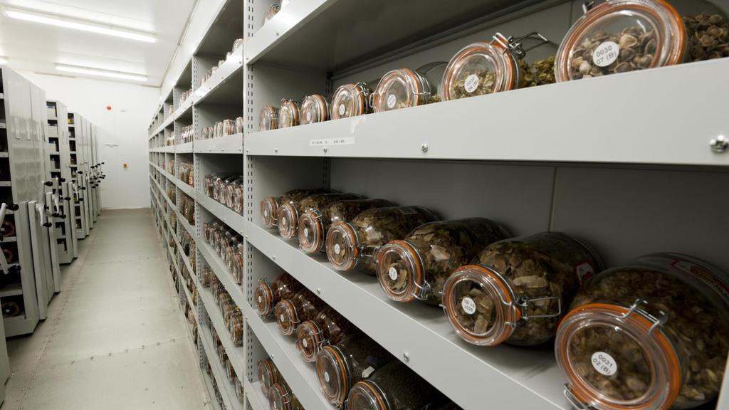 https://www.kew.org/science/collections/seed-collection/about-millennium-seed-bank IB BIO C.4 15 U4: Ex situ conservation is the preservation of species outside their natural habitat.