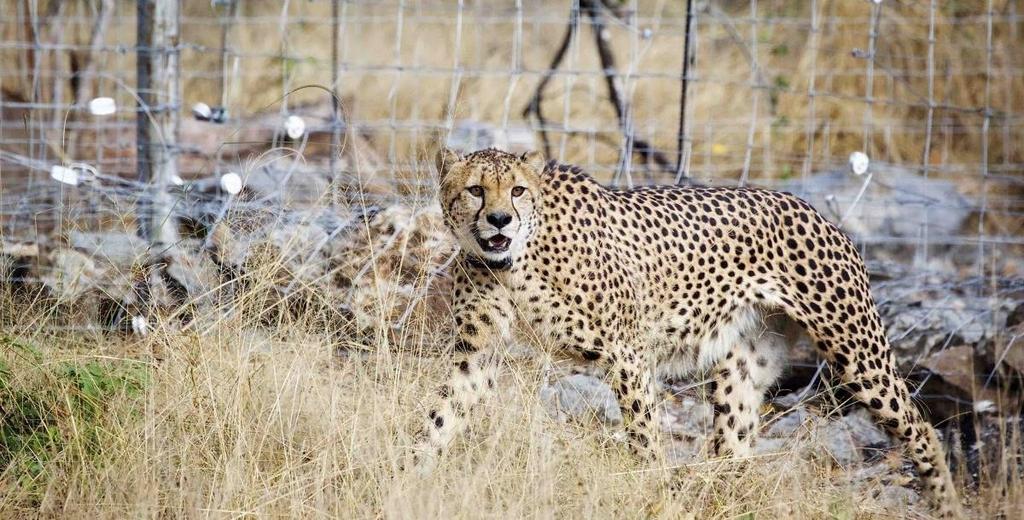 https://news.mongabay.com/2017/05/cheetahs-return-to-malawi-after-decades/ IB BIO C.4 21 Applications A1: Case study of the captive breeding and reintroduction of an endangered animal species.