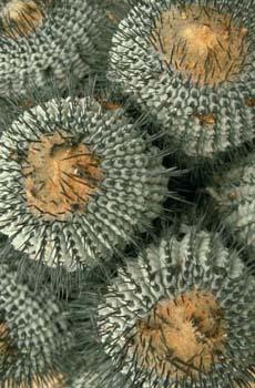 Cactus of the Month Chilean Cacti There are several species of cacti that grow completely within the borders of Chili.