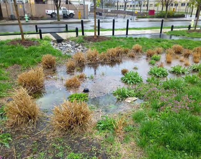 BIORETENTION SYSTEMS A rain garden, or bioretention system, is a landscaped, shallow depression that captures, filters, and infiltrates stormwater runoff.