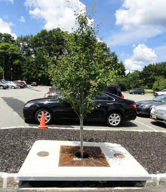 TREE FILTER BOXES Tree filter boxes can be pre-manufactured concrete boxes or enhanced tree pits that contain a special soil mix and are planted with a