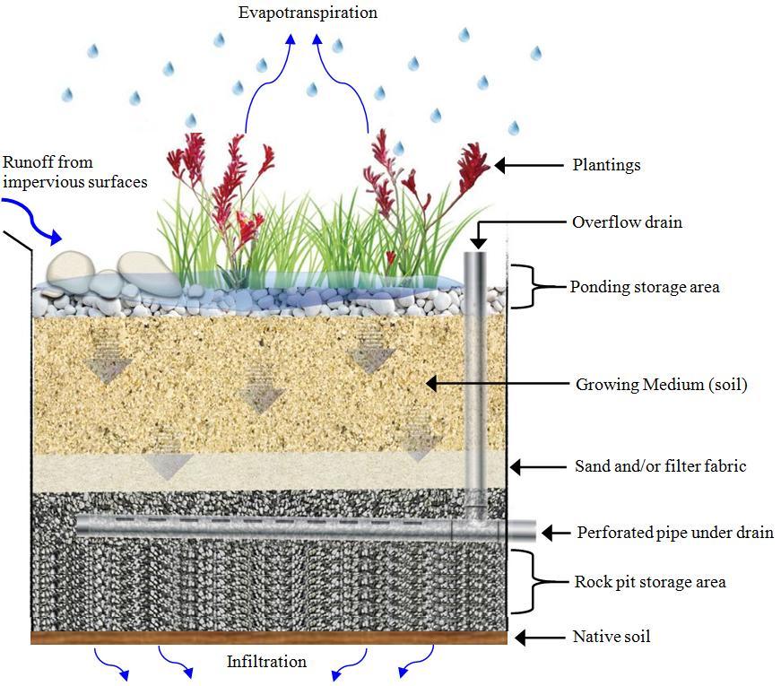 A rain garden is a planted depression that allows runoff from impervious areas to infiltrate into the soil.