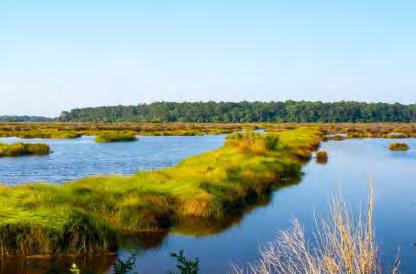 Coastal Marshes Reduce storm wave heights by over 50 percent depending on water depth and marsh width Can be more effective and cheaper than a submerged breakwater for wave heights up to half a meter