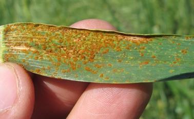 Both start out as yellow spots. However, as STB spreads, irregular brown lesions form along leaf veins giving the appearance of stripes.