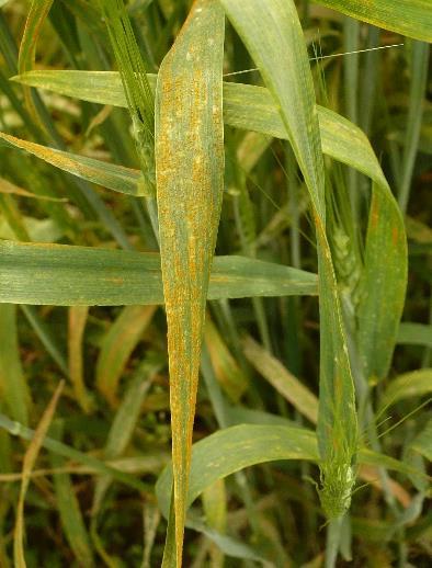 In contrast, as Stagonospora spreads, the yellowing increases and forms lens-shaped blotches on the leaf that eventually turns red-brown.