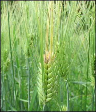 The spores are dispersed by the wind during wheat flowering and can infect healthy plants. If you find heads with loose smut in your fields, you should NOT save the seed for future planting.