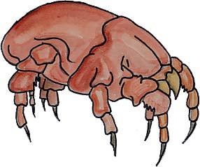DUST MITES: ALLERGIES & ASTHMA Dust mites are tiny animals you cannot see. Every home has dust mites.