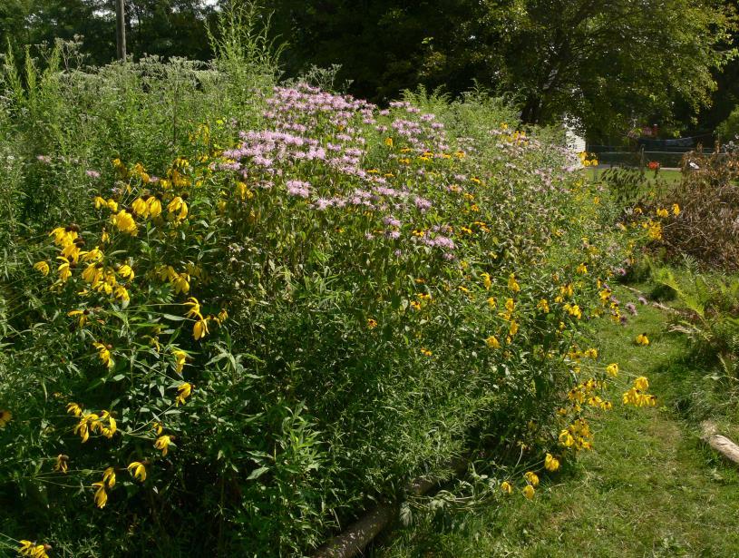 A Native Landscape with All of the Benefits and None of the Headache -Vince Gresham When I started my small native landscape project in my backyard in South Bend, Indiana, I did not have much of a