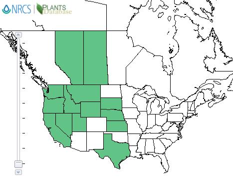 Plant Propagation Protocol for Amaranthus californicus ESRM 412 Native Plant Production Protocol URL: https://courses.washington.edu/esrm412/protocols/amca.