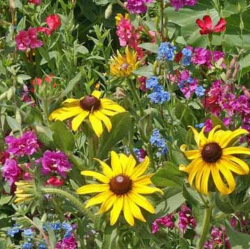 Do you know when the best time is to plant wildflower and flower seeds for next spring? Fall to early winter.