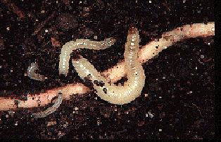 Newly hatched larvae are small (less than 1/8 inch long) white worms.
