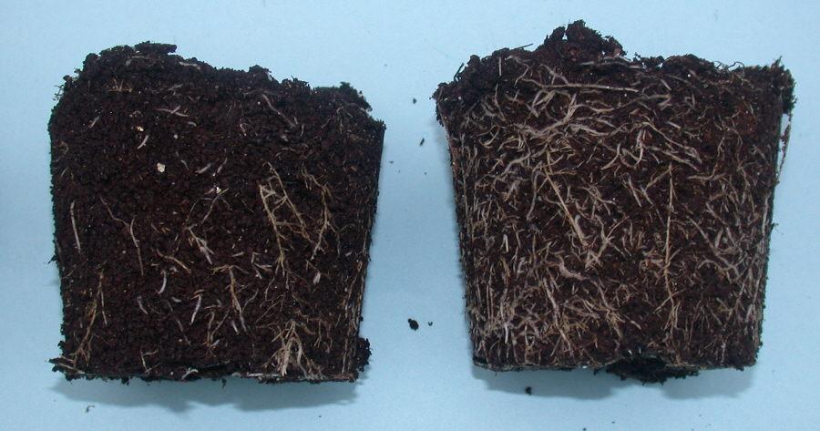 Figure 4. Root growth in 100% old pomace (left ) vs. 100% new pomace (right). Conclusion Table 4. ph and EC of cranberry pomace growth media.