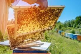 So you want to be a beekeeper... Did you know GROWING COMMUNITIES has a Beekeeping program. We are looking for families interested in learning Beekeeping for the Spring of 2019.